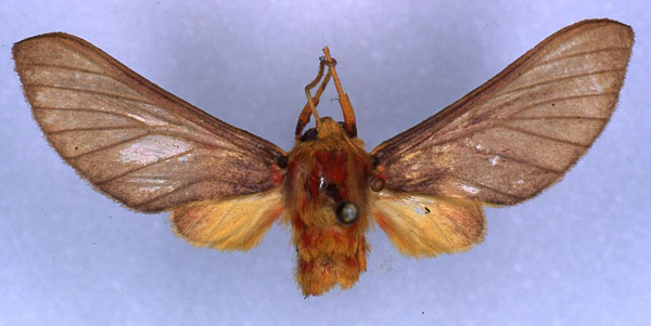 /filer/webapps/moths/media/images/O/octava_Bergeria_HT_RMCA_03.jpg