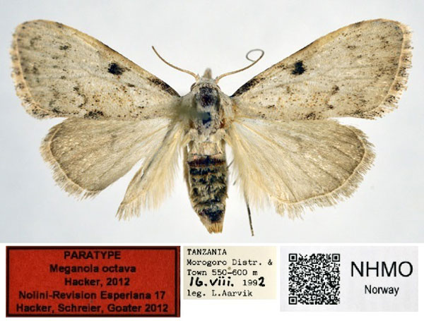 /filer/webapps/moths/media/images/O/octava_Meganola_PT_NHMO.jpg