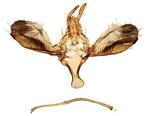 /filer/webapps/moths/media/images/O/octocentra_Yponomeuta_GM_TMSA_17270.jpg