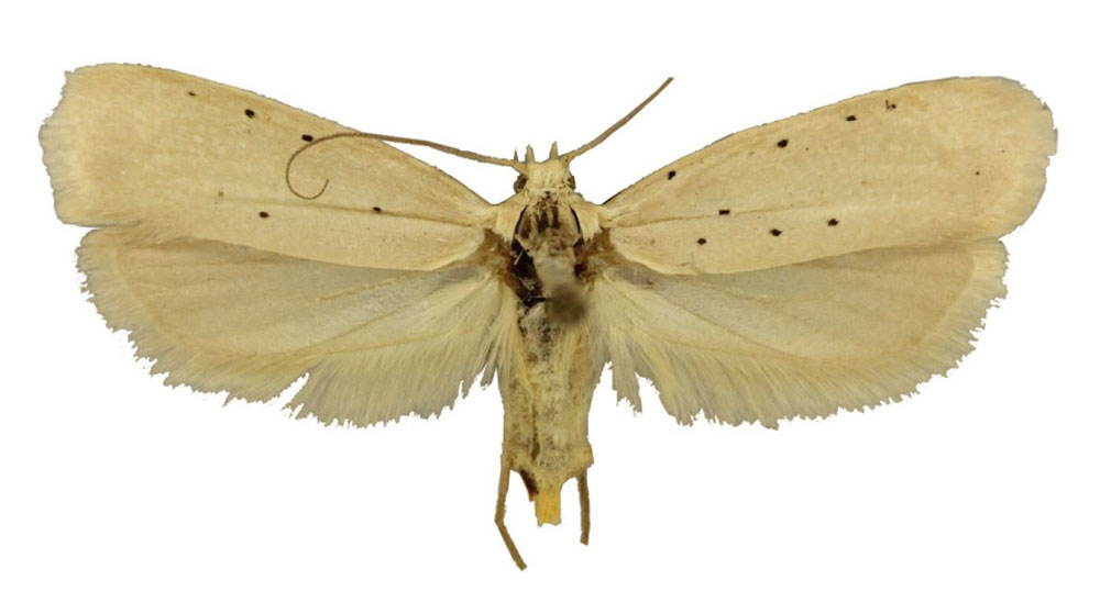 /filer/webapps/moths/media/images/O/octocentra_Yponomeuta_HT_TMSA.jpg