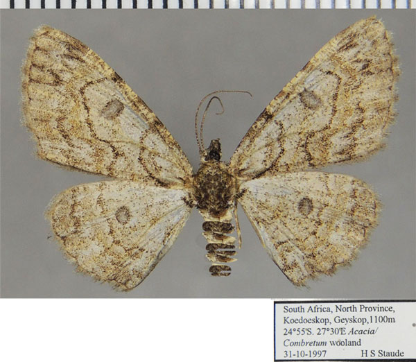 /filer/webapps/moths/media/images/O/octomaculata_Orbamia_AF_ZSMa.jpg