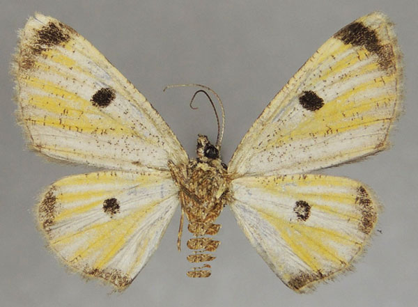 /filer/webapps/moths/media/images/O/octomaculata_Orbamia_AF_ZSMb.jpg
