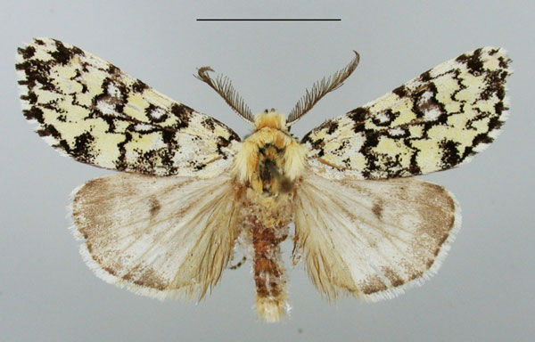 /filer/webapps/moths/media/images/O/octophora_Dasychira_AM_TMSA.jpg