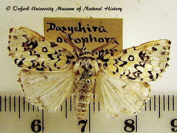/filer/webapps/moths/media/images/O/octophora_Dasychira_A_OUMNH.jpg