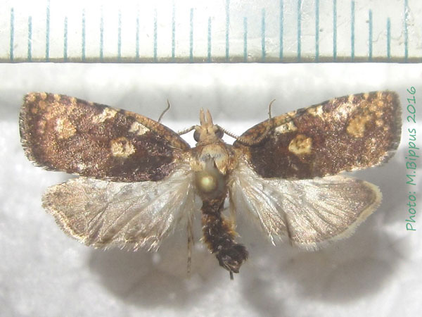 /filer/webapps/moths/media/images/O/octops_Borboniella_AM_Bippus.jpg