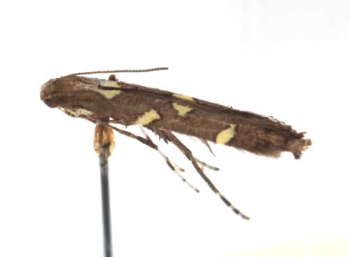 /filer/webapps/moths/media/images/O/octopunctata_Caloptilia_A_RMCA6128.jpg