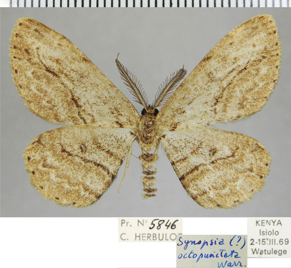 /filer/webapps/moths/media/images/O/octopunctata_Zeuctoboarmia_AM_ZSM.jpg