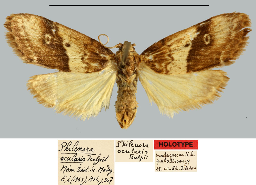 /filer/webapps/moths/media/images/O/ocularis_Philenora_HT_MNHN.jpg