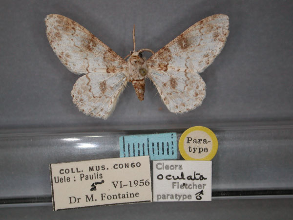 /filer/webapps/moths/media/images/O/oculata_Cleora_PT_RMCA_01.jpg