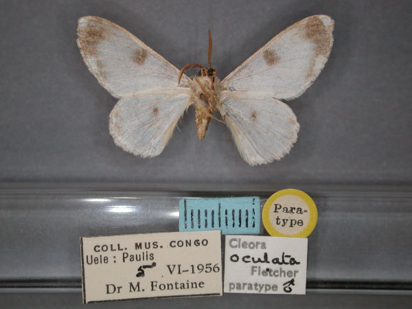 /filer/webapps/moths/media/images/O/oculata_Cleora_PT_RMCA_02.jpg