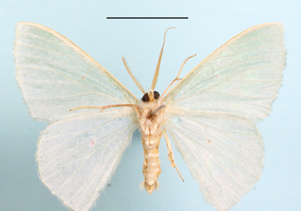 /filer/webapps/moths/media/images/O/oculata_Prasinocyma_A_MGCLb_01.jpg