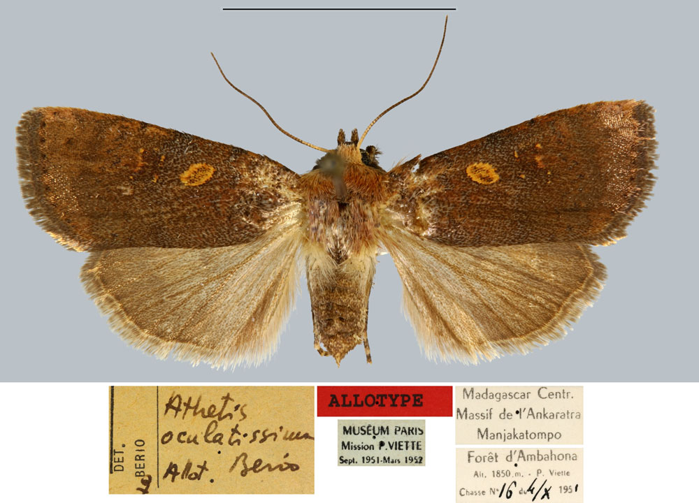 /filer/webapps/moths/media/images/O/oculatissima_Athetis_AT_MNHN.jpg