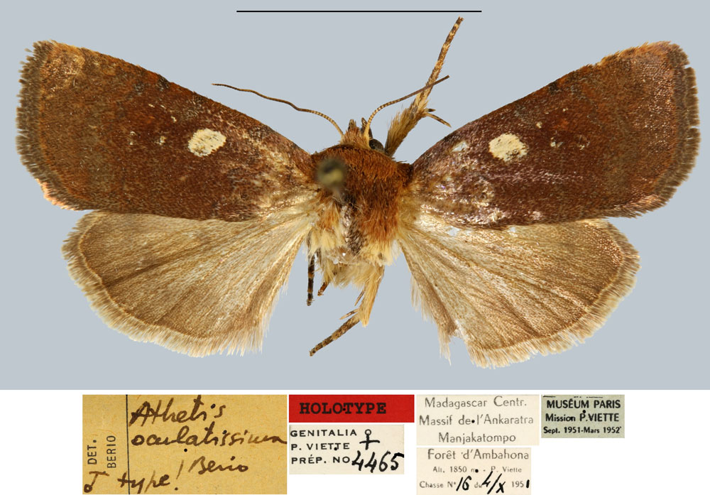 /filer/webapps/moths/media/images/O/oculatissima_Athetis_HT_MNHN.jpg