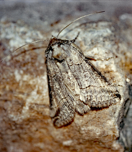 /filer/webapps/moths/media/images/O/oculea_Abrostola_A_Roland_01.jpg