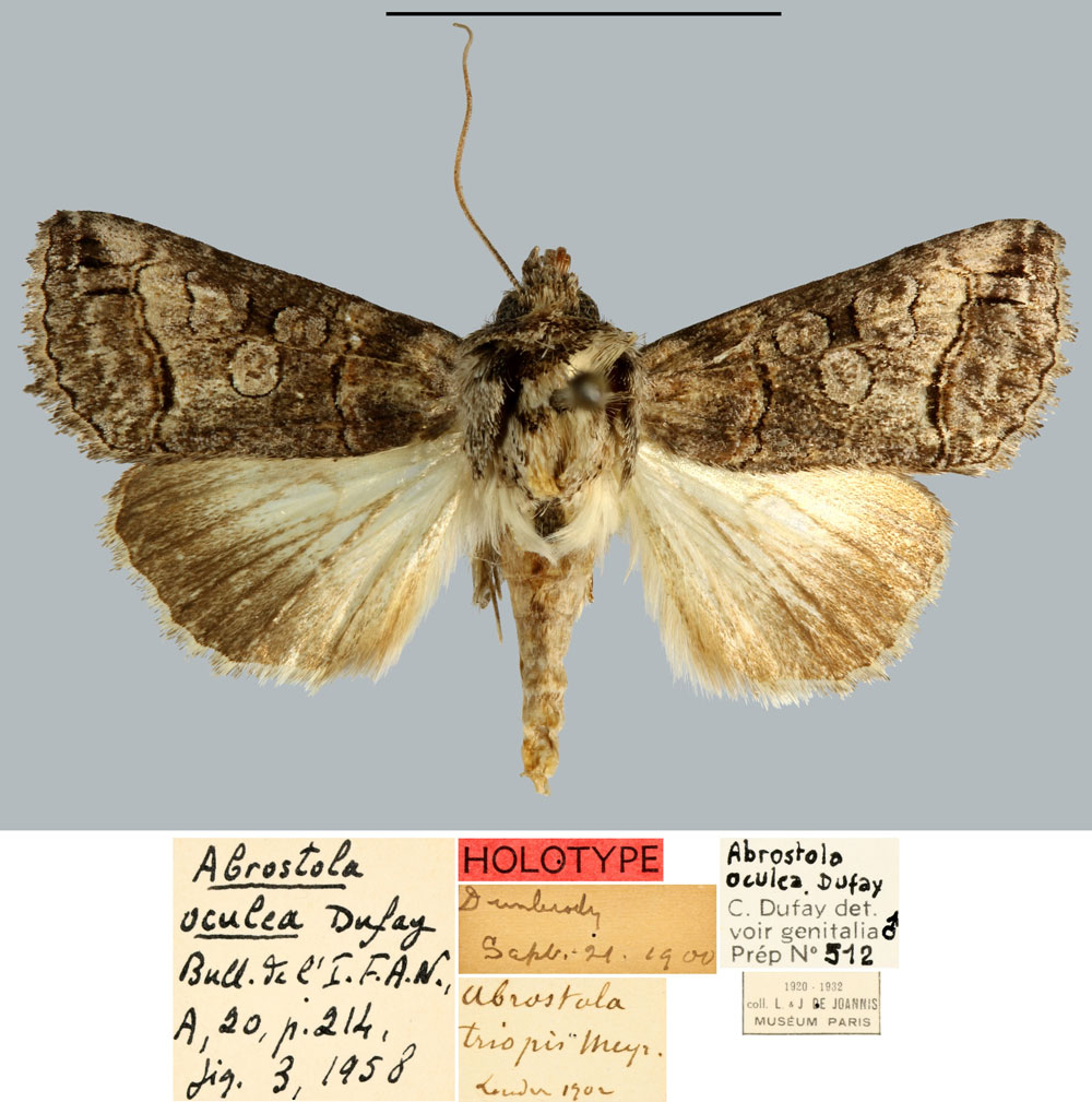 /filer/webapps/moths/media/images/O/oculea_Abrostola_HT_MNHN.jpg