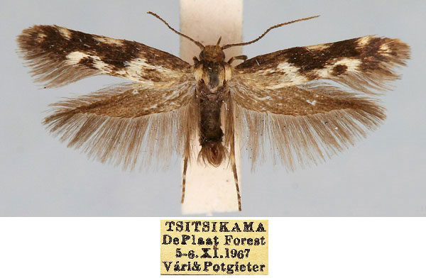 /filer/webapps/moths/media/images/O/oculella_Scythris_HT_TMSA_BHUHXop.jpg