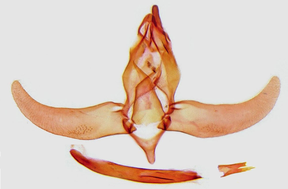 /filer/webapps/moths/media/images/O/oculiella_Protolychnis_GMHT_BMNH.jpg