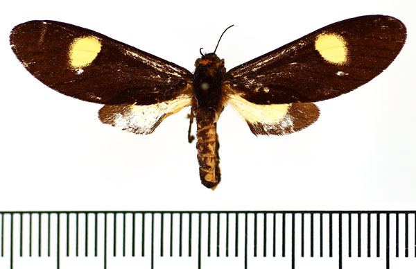 /filer/webapps/moths/media/images/O/oculita_Eccopa_AF_BMNH.jpg