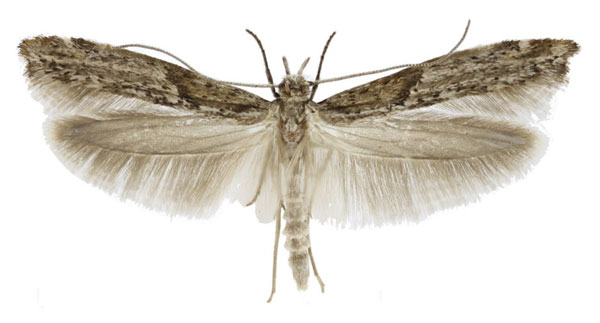 /filer/webapps/moths/media/images/O/ocypora_Yponomeuta_AM_Agassiz.jpg