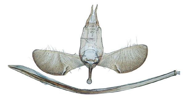 /filer/webapps/moths/media/images/O/ocypora_Yponomeuta_GM_Agassiz_1292.jpg