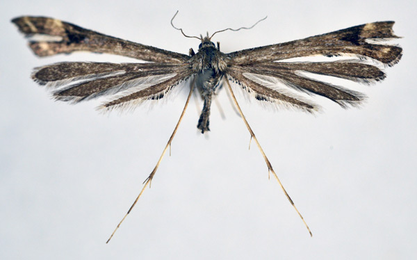 /filer/webapps/moths/media/images/O/odiosa_Platyptilia_A_NHMO.jpg