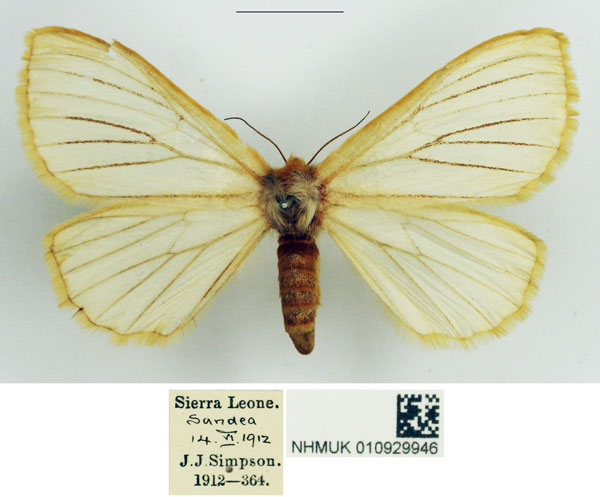 /filer/webapps/moths/media/images/O/odites_Phiala_AF_NHMUK.jpg