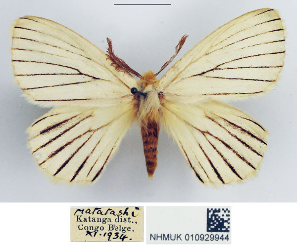 /filer/webapps/moths/media/images/O/odites_Phiala_AM_NHMUK_02.jpg