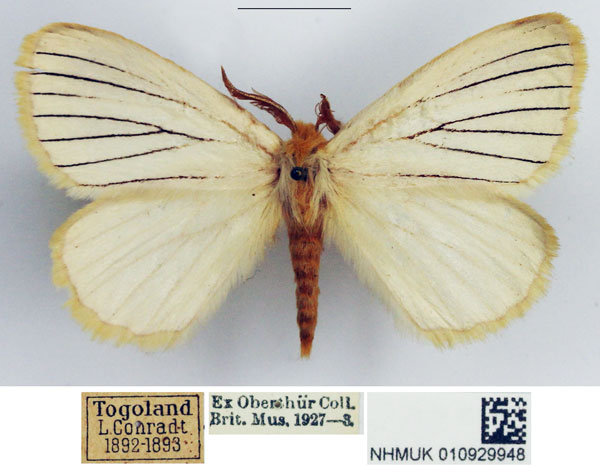 /filer/webapps/moths/media/images/O/odites_Phiala_AM_NHMUK_03.jpg
