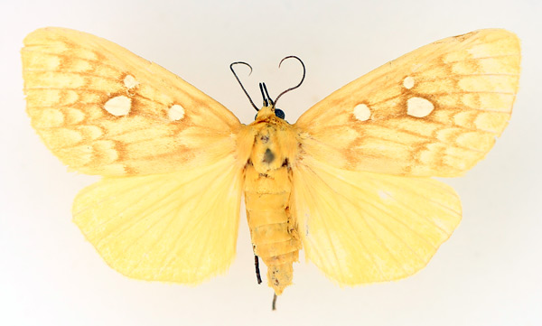 /filer/webapps/moths/media/images/O/odontophora_Rhanidophora_AF_TMSA_01.jpg