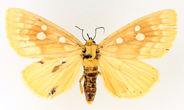 /filer/webapps/moths/media/images/O/odontophora_Rhanidophora_AF_TMSA_02.jpg