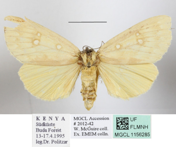 /filer/webapps/moths/media/images/O/odontophora_Rhanidophora_A_MGCLa_01.JPG
