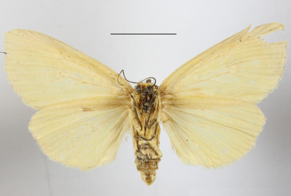 /filer/webapps/moths/media/images/O/odontophora_Rhanidophora_A_MGCLb_01.JPG