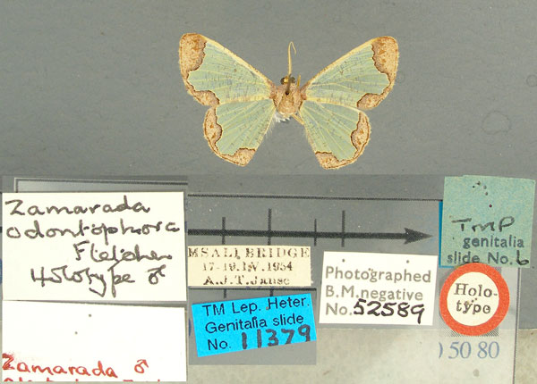 /filer/webapps/moths/media/images/O/odontophora_Zamarada_HT_TMSA.jpg