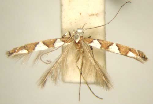 /filer/webapps/moths/media/images/O/odontosema_Dialectica_PT_TMSA6133.jpg