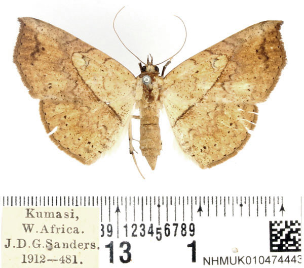 /filer/webapps/moths/media/images/O/odorino_Pleuronodes_AF_BMNH_01.jpg