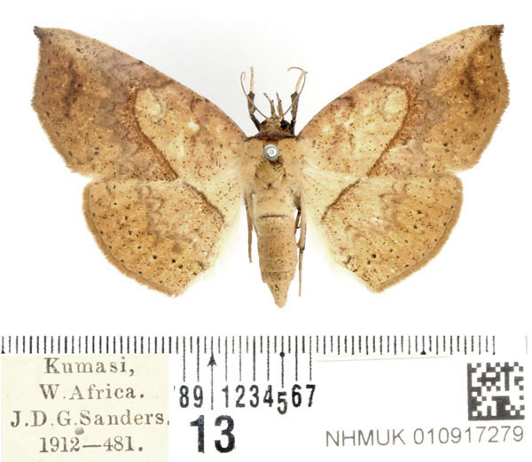 /filer/webapps/moths/media/images/O/odorino_Pleuronodes_AF_BMNH_02.jpg