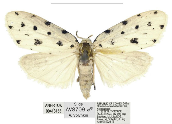/filer/webapps/moths/media/images/O/odzala_Siccia_HT_ANHRT.jpg