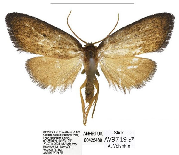 /filer/webapps/moths/media/images/O/odzala_Spatulosia_HT_ANHRT.jpg
