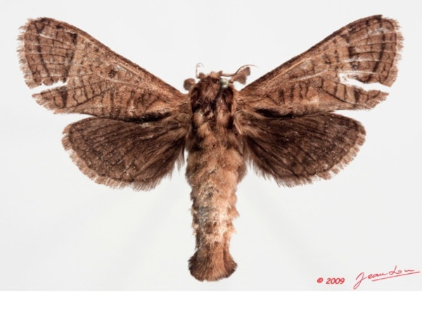/filer/webapps/moths/media/images/O/odzalaensis_Haberlandia_A_Alberta_01.jpg