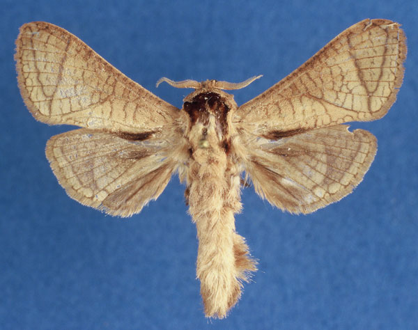 /filer/webapps/moths/media/images/O/odzalaensis_Haberlandia_HT_MWM.jpg
