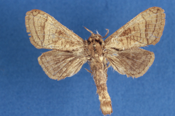 /filer/webapps/moths/media/images/O/odzalaensis_Haberlandia_PTF_MWM.jpg