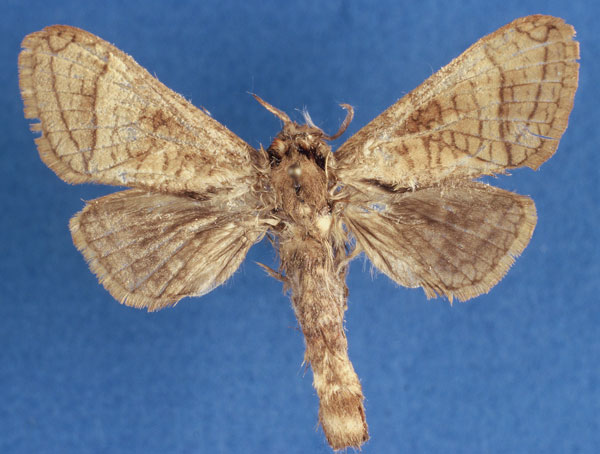 /filer/webapps/moths/media/images/O/odzalaensis_Haberlandia_PTF_MWM_bPLbRfU.jpg