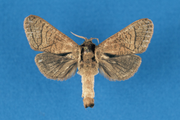 /filer/webapps/moths/media/images/O/odzalaensis_Haberlandia_PTF_RMCA.jpg