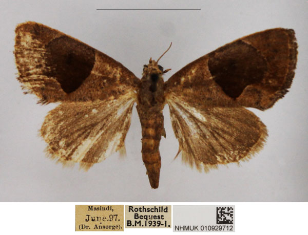 /filer/webapps/moths/media/images/O/oediplaga_Westermannia_AF_NHMUK.jpg