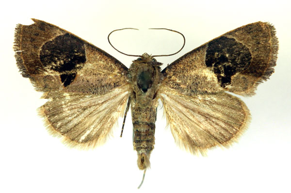 /filer/webapps/moths/media/images/O/oediplaga_Westermannia_A_RMCA.jpg