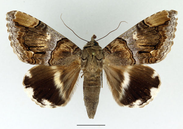 /filer/webapps/moths/media/images/O/oedipodina_Achaea_AF_Basquin.jpg