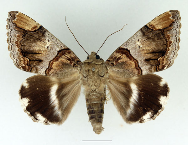 /filer/webapps/moths/media/images/O/oedipodina_Achaea_AM_Basquin.jpg