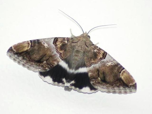 /filer/webapps/moths/media/images/O/oedipodina_Achaea_A_Guyonnet.jpg