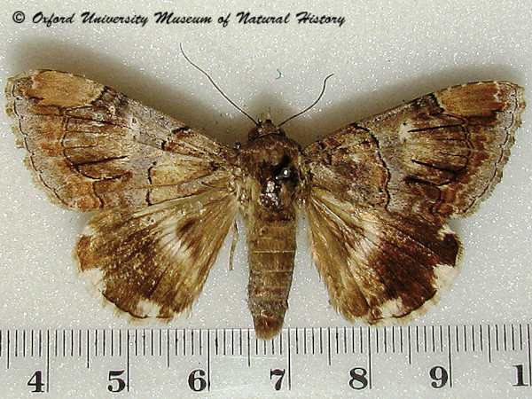 /filer/webapps/moths/media/images/O/oedipodina_Achaea_A_OUMNHa_01.jpg