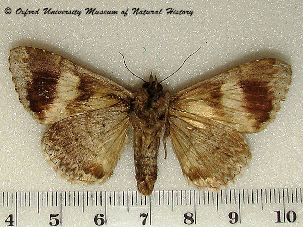 /filer/webapps/moths/media/images/O/oedipodina_Achaea_A_OUMNHb_01.jpg